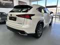 Lexus NX 300 300h Business Navigation 2WD Blanco - thumbnail 6