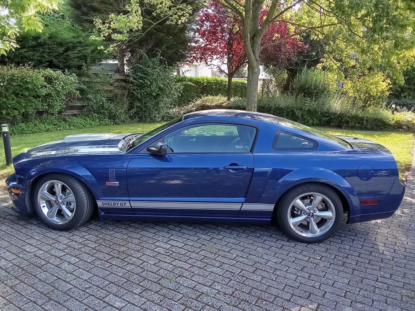 Shelby Azul - 2