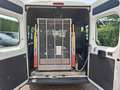 Fiat Ducato 3.0 7-PERSOONS 4250.- INCL BTW ROLSTOELVERVOER AAR Blanc - thumbnail 14