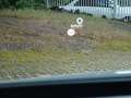 Nissan Qashqai 1.3 DIG-T MHEV Xtronic Tekna+ Gris - thumbnail 11