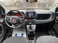 Fiat Panda PANDA PANDA 1.0 HYBRID 70cv - IMM.04/2023 Grigio - thumbnail 6