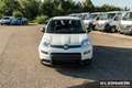 Fiat Panda Panda Hybrid  1.0 GSE 51kw (70PS) Weiß - thumbnail 2