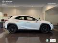Lexus UX 250h Business 2WD Wit - thumbnail 3