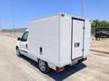 Fiat Doblo DOBLO' WORK-UP 1.6 MJT 105CV CASSA FRIGO FRCX-20 Bianco - thumbnail 6