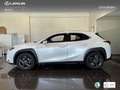 Lexus UX 250h Premium 2WD Bianco - thumbnail 13
