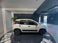 Fiat Panda 1.0 firefly hybrid City Life s&s 70cv 5p.ti Weiß - thumbnail 4