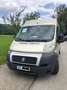 Fiat Ducato L2H2 teilverglast Beige - thumbnail 4