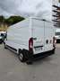 Fiat Ducato 2.2mjt 140cv L3H2 FRIGO KM 48.000 DEL 2023 Bianco - thumbnail 5