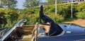Jaguar XJS 1988 Zwart - thumbnail 5
