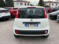 Fiat Panda 1.0 FireFly PROMO ! Hybrid NEOPATENTATI Bianco - thumbnail 11