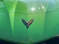 Corvette C8 Stingray Convertible 6.2L 3LT New Interior Grün - thumbnail 38