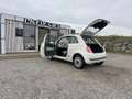 Fiat 500 1,2 by Gucci - ZAHNRiEMENSATZ NEU - PiCKERL NEU... Weiß - thumbnail 10