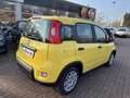 Fiat Panda MY24 1.0 Klima PDC Citypaket Gelb - thumbnail 3