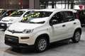 Fiat Panda Hybrid 1.0 70cv Alb - thumbnail 22