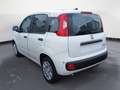 Fiat Panda NEW 1.0 70cv Hybrid Pop Weiß - thumbnail 4