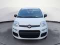 Fiat Panda NEW 1.0 70cv Hybrid Pop Weiß - thumbnail 2