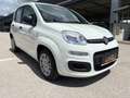Fiat Panda 4x2 FireFly Hybrid 70 Pandina Weiß - thumbnail 4