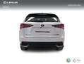 Lexus NX 300 300h Business Navigation 2WD Blanco - thumbnail 4