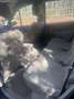Renault Grand Scenic Scénic 1.9DCI Privilege - thumbnail 8