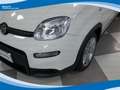 Fiat Panda Hybrid 1.0 FireFly 70cv EU6 Weiß - thumbnail 12