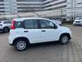 Fiat Panda Panda 1.0 FireFly S&S Hybrid Bianco - thumbnail 5