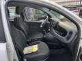 Fiat Panda Panda 1.0 FireFly S&S Hybrid Bianco - thumbnail 14