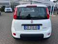 Fiat Panda Panda 1.0 FireFly S&S Hybrid Bianco - thumbnail 10