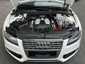 Audi S5 Cabriolet 3.0 TFSI quattro | S Sportsitze Weiß - thumbnail 6