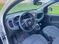 Fiat Panda 1.0 70cv hybrid cross Weiß - thumbnail 8