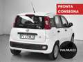 Fiat Panda Panda 1.2 Easy - thumbnail 3