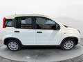 Fiat Panda 1.0 FireFly S&S Hybrid White - thumbnail 8