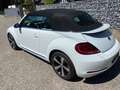 Volkswagen Beetle Beetle Cabrio 1,2 TSI Austria Austria Weiß - thumbnail 6