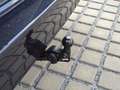 Volkswagen ID. Buzz Pro AHK/20-ZOLL/MATRIX/NAVI-PRO/DESIGN+KOMFORT+IN Blau - thumbnail 16