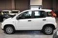 Fiat Panda Hybrid 1.0 70cv Bianco - thumbnail 7