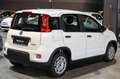 Fiat Panda Hybrid 1.0 70cv Bianco - thumbnail 5