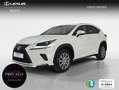 Lexus NX 300 300h Business Navigation 2WD Weiß - thumbnail 1