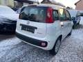 Fiat Panda Panda 1.0i Hybrid GSE Pop Weiß - thumbnail 4