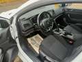 Renault Megane IV Hatchback 1.5 dCi 16V 90 cv Bianco - thumbnail 5