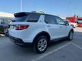 Land Rover Discovery Sport Discovery Sport 2.0d td4 mhev awd 163cv auto Bianco - thumbnail 4
