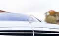 Mercedes-Benz S 55 AMG S55AMG/51tkm/Scheckheft/Original zustand Silber - thumbnail 9