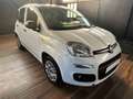 Fiat Panda Panda 1.2 Lounge 69cv Bianco - thumbnail 2