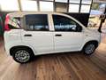 Fiat Panda Panda 1.2 Lounge 69cv Bianco - thumbnail 5