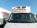 Iveco Daily 35S16 2.3hpi FRIGO FRC -20 GRADI Bianco - thumbnail 5