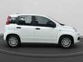 Fiat Panda 1.0 firefly hybrid s&s 70cv 5p.ti Bianco - thumbnail 5