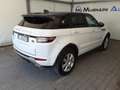 Land Rover Range Rover Evoque 2.0 eD4 150cv SE Dynamic Auto AWD Bianco - thumbnail 13