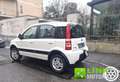Fiat Panda 1.3 MJT 16V DPF 4x4 Climbing CON SOLI 78 MILA KM Bianco - thumbnail 4