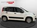 Fiat Panda Panda 1.2 Easy Wit - thumbnail 5