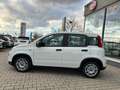 Fiat Panda MY22 Hybrid 1.0 GSE 51kW (70PS) *KLIMA*BT*DAB* Bianco - thumbnail 6