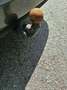 SEAT Alhambra Style 2,0 TDI CR DSG Grau - thumbnail 16
