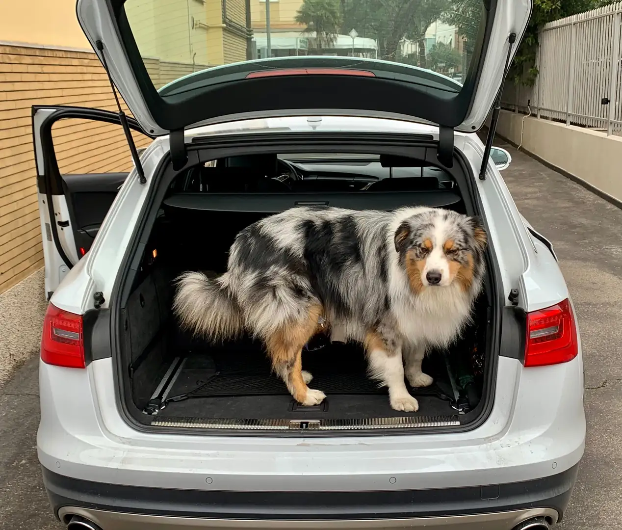 Audi A6 allroad Unico proprietario,37 tagliandi ritirabile in Audi Bianco - 2